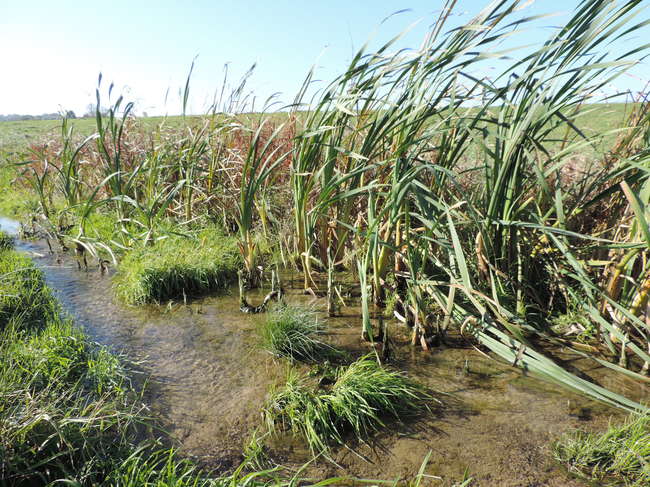 1214_Bild05_Oppeln_KittlitzerBach_Standort5_Detail_14-10-29