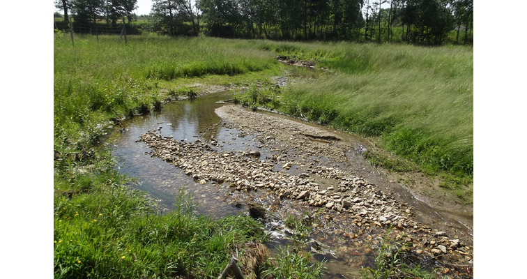Wiesengrundbach 2013